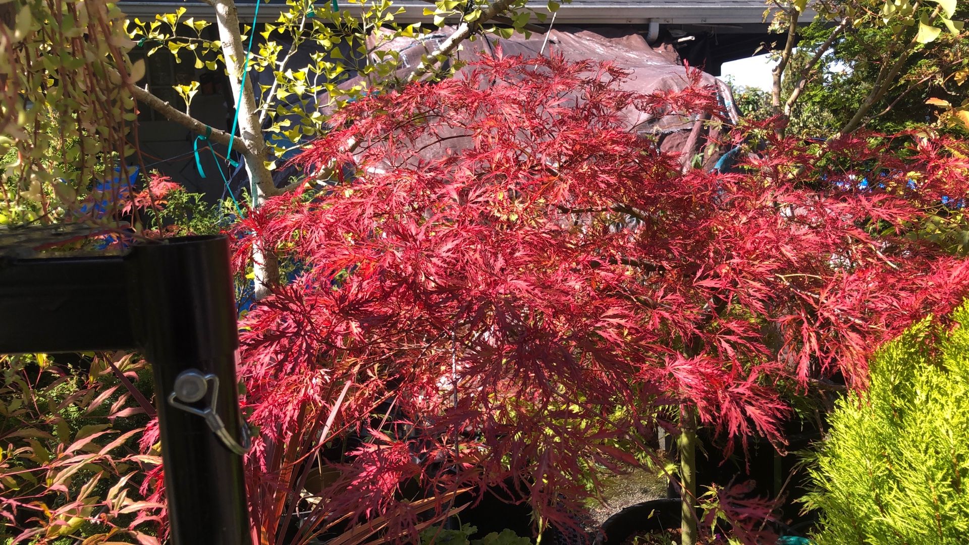 Baldsmith Japanese Maple Tree