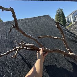 Large  branch driftwood