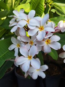 Gardena Rooted Plumeria