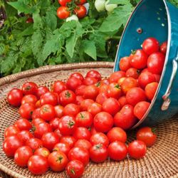 Sweet Cherry Tomato Seedling Plant 1 Gallon Free Black Eyed Susan Plant