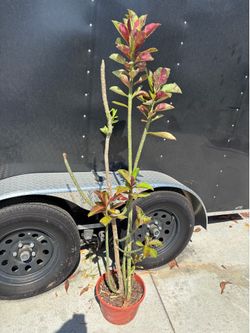 African milk Bush