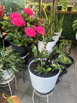 1 set plants