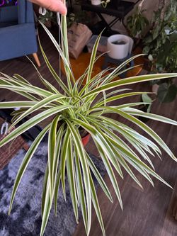 Spider Plants 