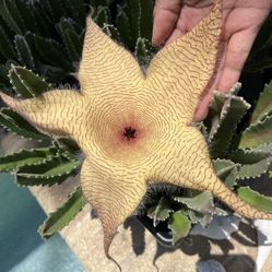 Blooming Hairy Starfish Plant In The Pot For Sale $5-$15