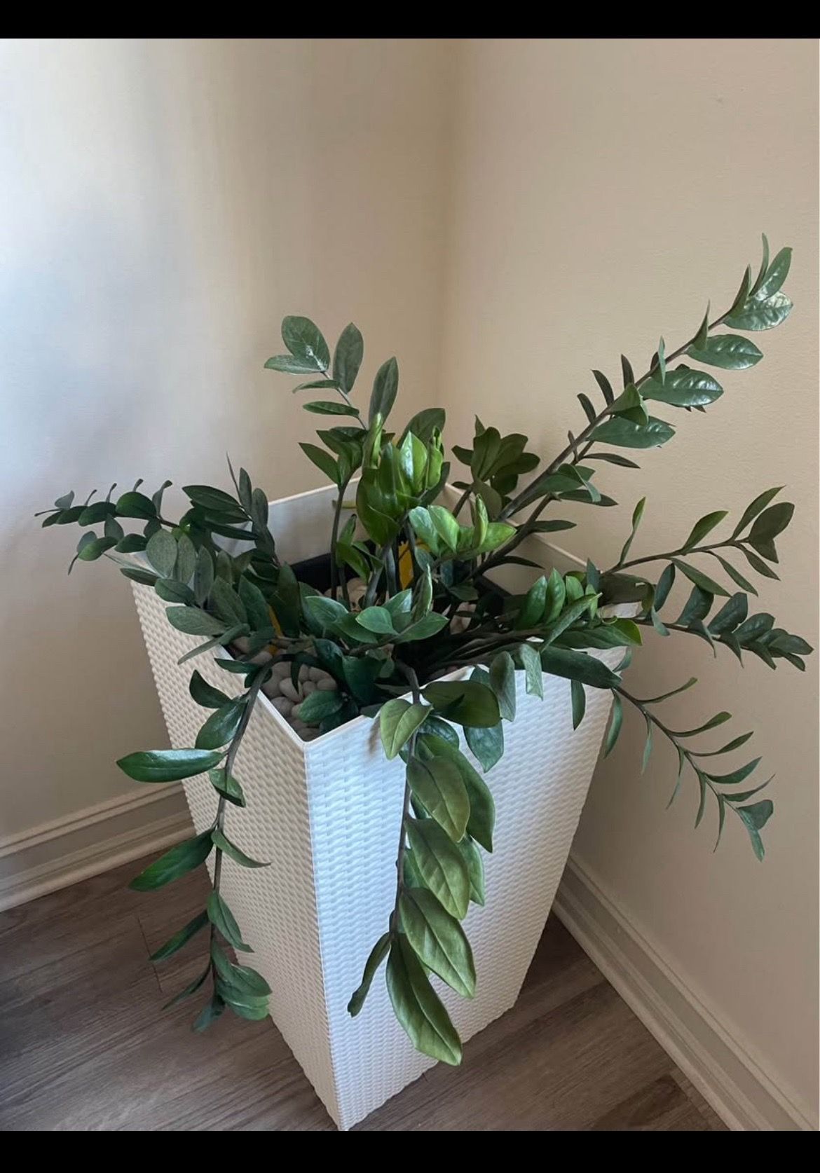 ZZ Plant with Modern White Planter