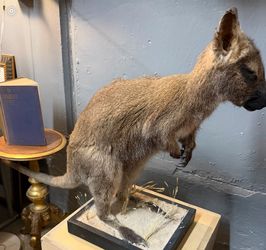 TAXIDERMY WALLABY