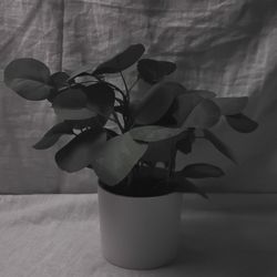 Artificial Eucalyptus Potted Plant In White Pot 9 Inch