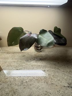 Indoor House Plant Pink Princess Rooted Cuttings 