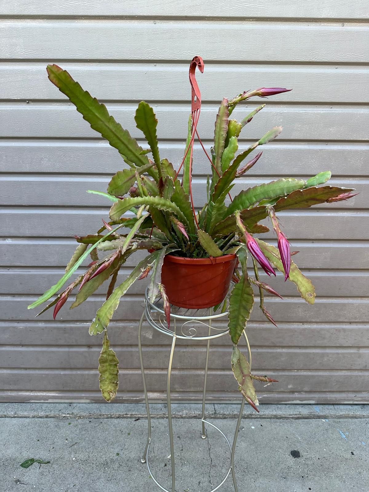 12” epiphyllum grace anne with a lot of flowers