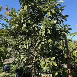 Avocado 45 gallons end 25 gallons 