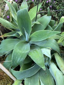 Plants Agaves Foxtail