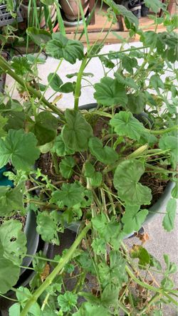 Geraniums in pot pink flowers