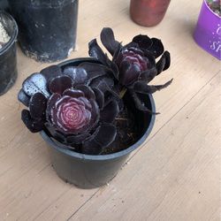 Succulent 