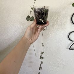 Variegated String Of Hearts Plant 