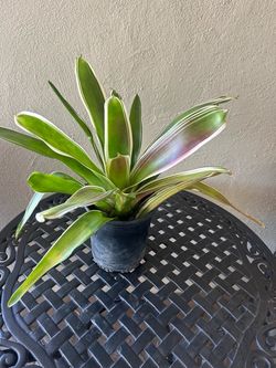 Bromeliad Raphael