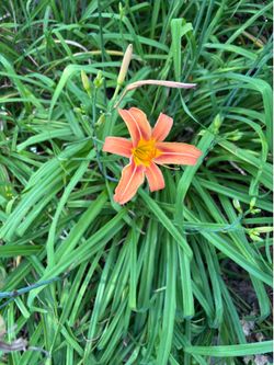 FREE orange day lilies