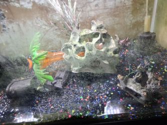 75 gal fish tank