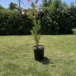 Oleander Plant 