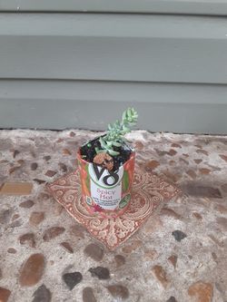 Donkey tail succulent