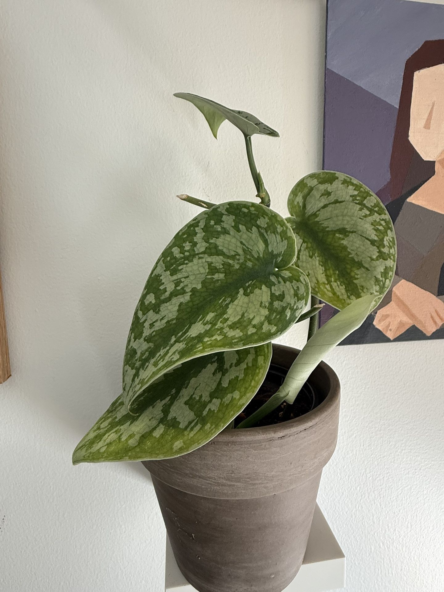 Scindapsus Exotica 4 Inch