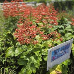 Podagoga Plant In 3gal Blooms Year Around Pollinator  Plant 
