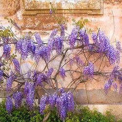 ‘Amethyst Falls’ Wisteria 