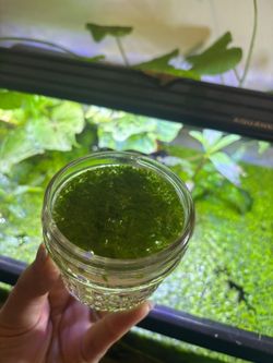 Fresh Water Duckweed