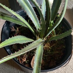 Agave