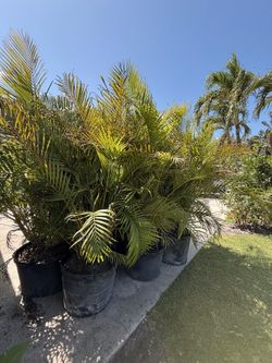 45gal Arecas 5ft