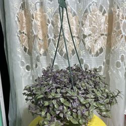 Pink Panther 🪴🪴🪴