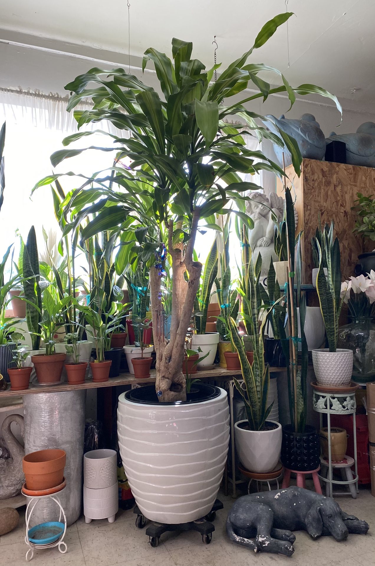 Indoor Dracaena Fragrans or Corn Plant