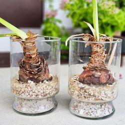 2 Natural Red Amaryllis Bulbs In Glass Vase