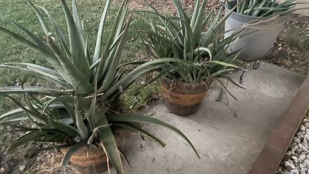 Plants