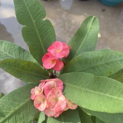 Crown Of Thorns Bundle 