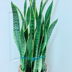 Very Full And Healthy Sansevieria Laurentii Snake Plants Give Out The Fresh Air And Take Away The Bad One - 3’8” Tall - Ceramic Pot Not Including 