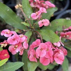 Pink Corona De Cristo or crown of Thorns 