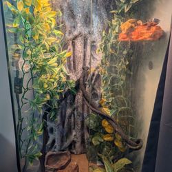 Reptile Cages, Created Gecko, & Kit For Sale!