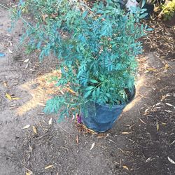 Rudas Cada Una $15
