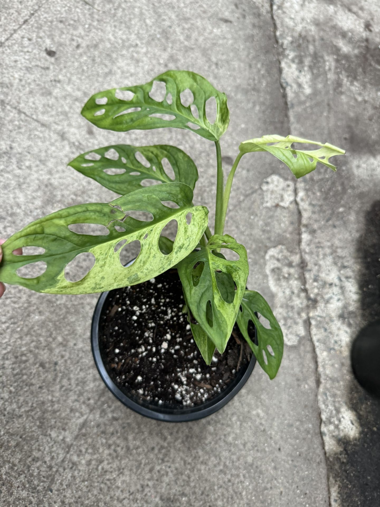 Variegated Monstera Swiss Cheese