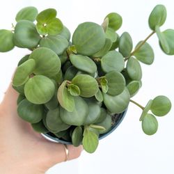 Pepperomia Hope Plant 4" Pot - Indoor House Plants