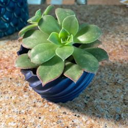 3D Printed Pot With Live Succulent 
