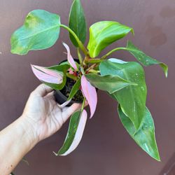 4” white princess philodendron