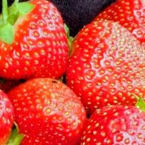 Healthy Everbearing Fort Laramie Strawberry Plants! Perennial Vareity! 2026 SEASON EARLY RELEASE!