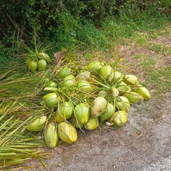 Coconuts  $1 Each