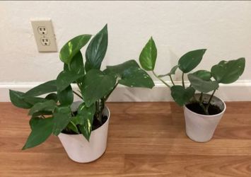 Pothos plants
