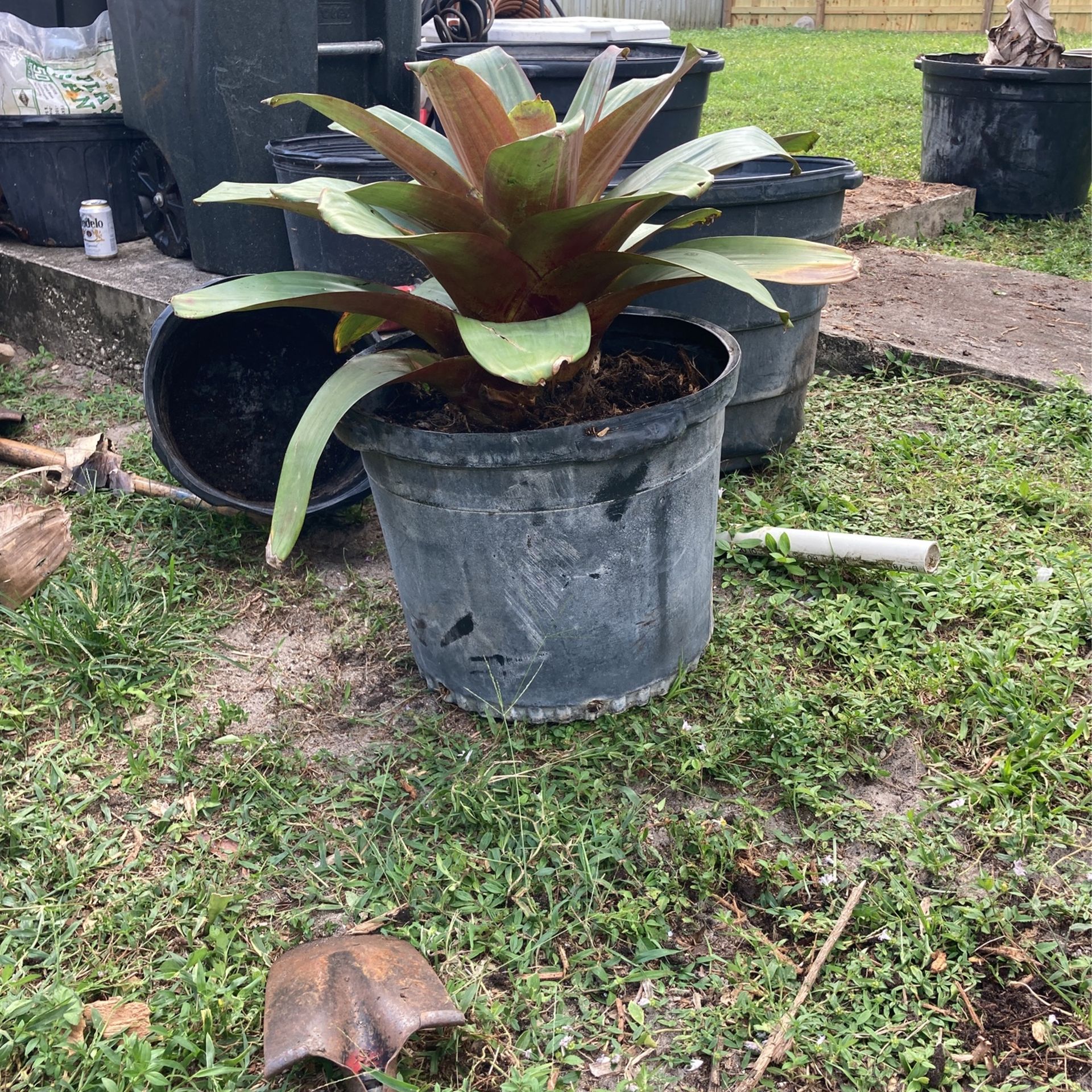 Imperial Agave And Fals Agave 15  Gallons 