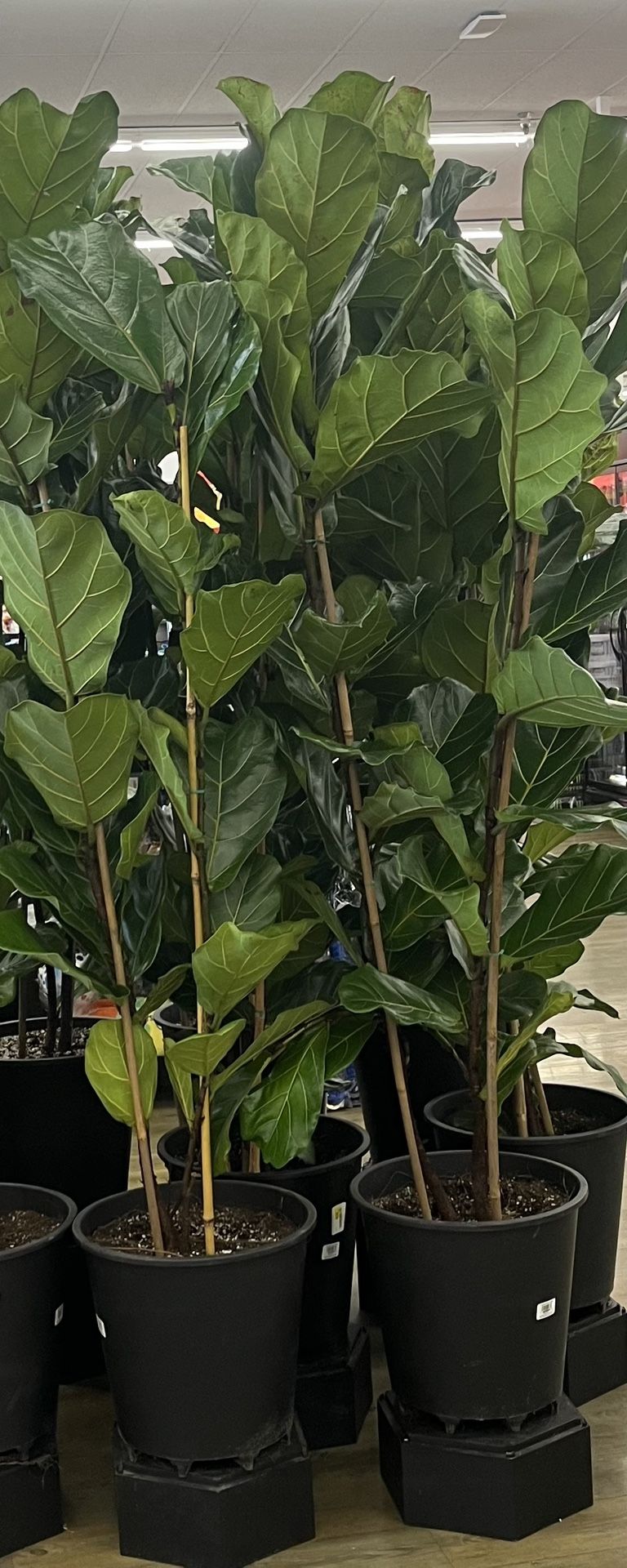 Fiddle Leaf Fig - Ficus Lyrata $100
