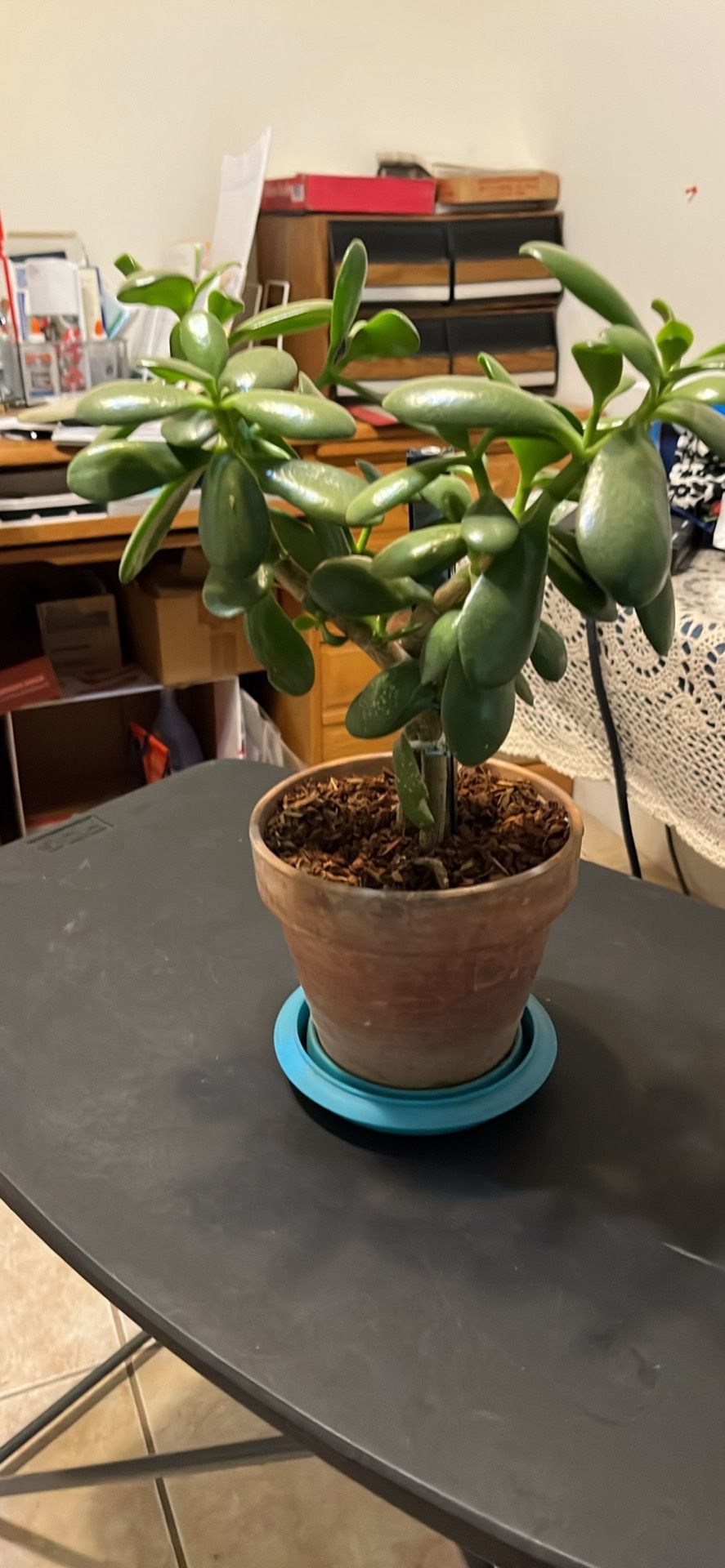 Beautiful Pot Jade Plant. Tall 18 Inch, Width 14 Inch
