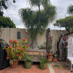 Elephants Foot (Ponytail Palm)  - Tree/Plant