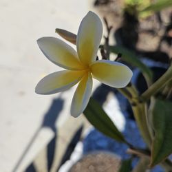 White & Yellow Plumeria - Rooted - 2ft Tall